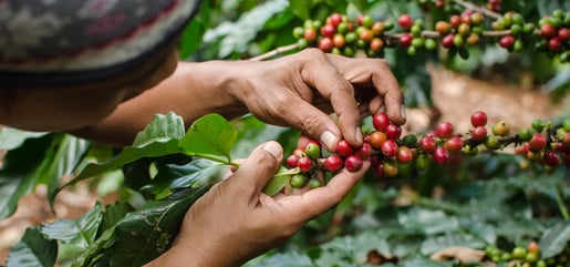 shutterstock 2360033382